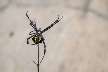 the beauty of spiders in nature
