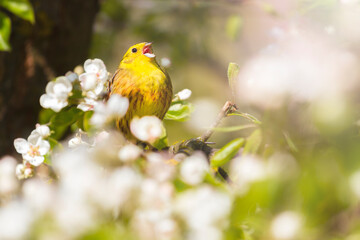 beautiful yellow bird among spring flowering branches