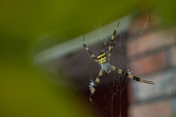 the beauty of spiders in nature