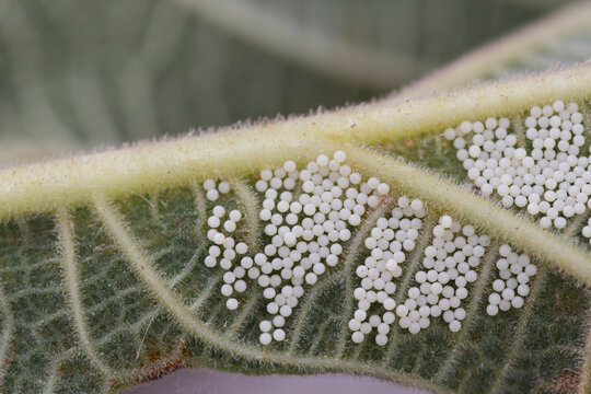 Huevos de Polilla en Higuera