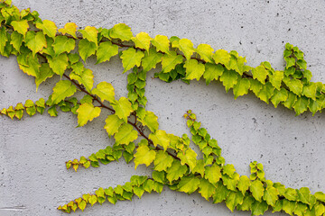 White concrete wall half covered with Parthenocyss tricuspidate Veitchii or Boston ivy, grape ivy,...