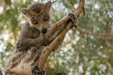 Crowned lemur (Eulemur Coronatus), endemic lemur from northern Madagascar 