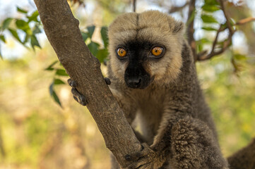 White-headed lemur - Eulemur albifrons, Madagascar nature