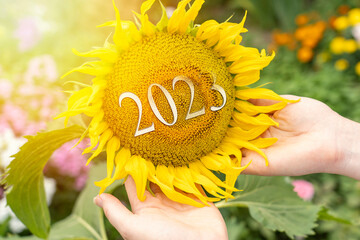 Women hands hold a sunflower in the sun glare and the inscription 2023