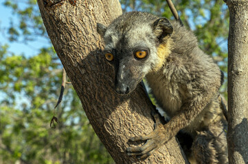White-headed lemur - Eulemur albifrons, Madagascar nature