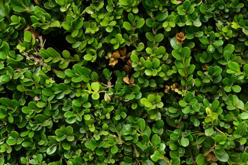 green leaves background