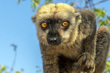 White-headed lemur - Eulemur albifrons, Madagascar nature
