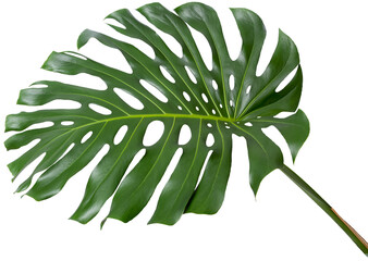 monstera plant, large green single leaf with stem
