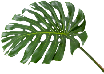 monstera plant, large green single leaf with stem isolated