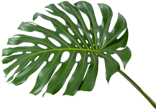 monstera plant, large green single leaf with stem isolated