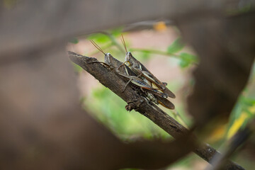 the process of mating locusts
