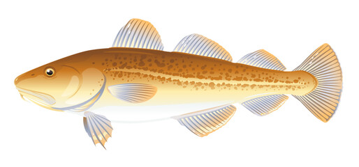 One Atlantic cod fish from one side, high quality illustration of sea fish, isolated