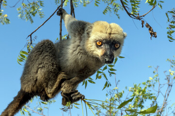 White-headed lemur - Eulemur albifrons, Madagascar nature