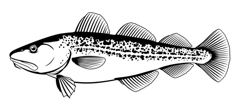 One Atlantic cod fish from one side in black and white color, isolated