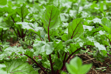 close up of a beetroot plant in a garden