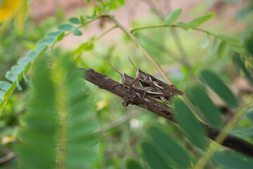 the process of mating locusts