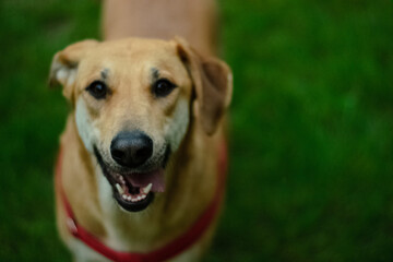 labrador dog smiling