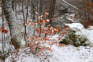 The first snow in the autumn forest, Carpathians, Ukraine.