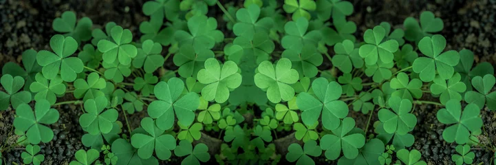 Foto op Canvas Green background with three-leaved shamrocks, Lucky Irish Four Leaf Clover in the Field for St. Patricks Day holiday symbol. with three-leaved shamrocks, St. Patrick's day holiday symbol, earth day. © suriyapong