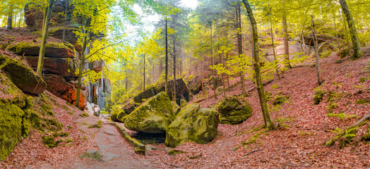 Panoramic over magical enchanted fairytale forest with fern, moss, lichen and sandstone rocks at the hiking trail Devil chamber in the national park Saxon Switzerland near Dresden, Saxony, Germany.