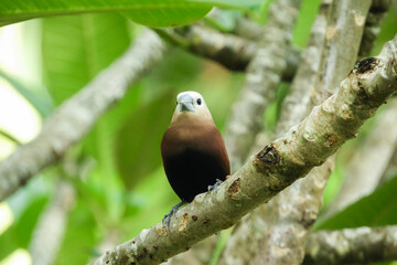 Hajj bondol, haji sparrow, or what is called emprit haji in Javanese, is a bird that belongs to the Estrildidae tribe.