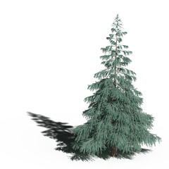 large tree with a shadow under it, isolated on white background, 3D illustration, cg render