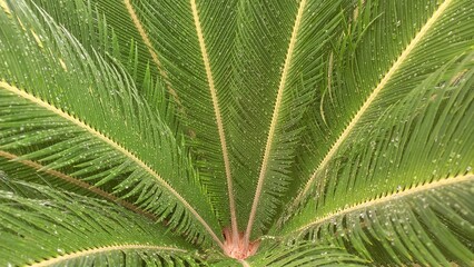 palm tree leaf