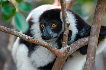 Ruffled Lemur, black and white lemur (Varecia Variegata), Madagascar nature
