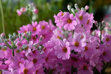 ピンク色のプリムラ・メラコイデス（マラコイデス）