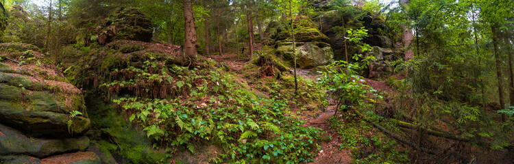 Panoramic over magical enchanted fairytale forest with fern, moss, lichen and sandstone rocks at...