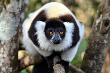 Ruffled Lemur, black and white lemur (Varecia Variegata), Madagascar nature