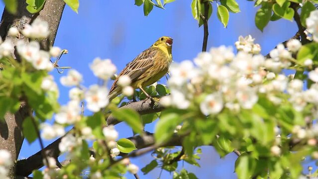 yellowhammer jumps on flowering branches