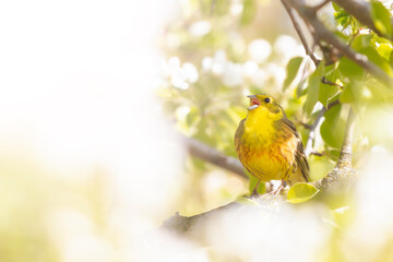 yellowhammer sings a song on a flowering tree