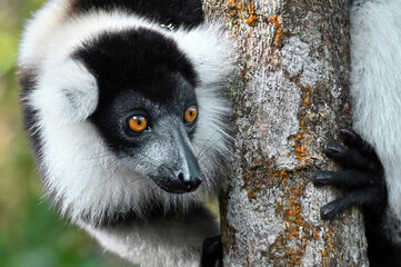 Ruffled Lemur, black and white lemur (Varecia Variegata), Madagascar nature