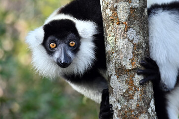 Ruffled Lemur, black and white lemur (Varecia Variegata), Madagascar nature