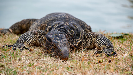 animals in lumpini park thailand large monitor lizard