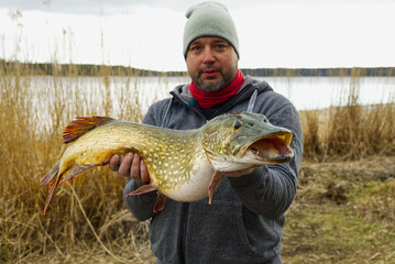 fisherman holding big pike fish. Northern Pike with beautiful natural camouflage. fishing in...