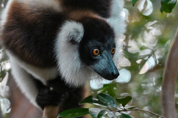 Ruffled Lemur, black and white lemur (Varecia Variegata), Madagascar nature