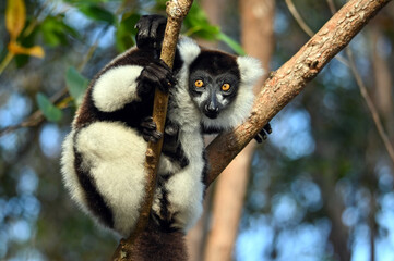 Ruffled Lemur, black and white lemur (Varecia Variegata), Madagascar nature