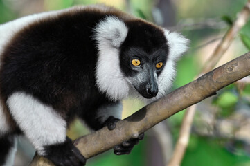 Ruffled Lemur, black and white lemur (Varecia Variegata), Madagascar nature