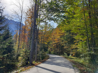 green orange nature and road in forest at Logar valley - Slovenia