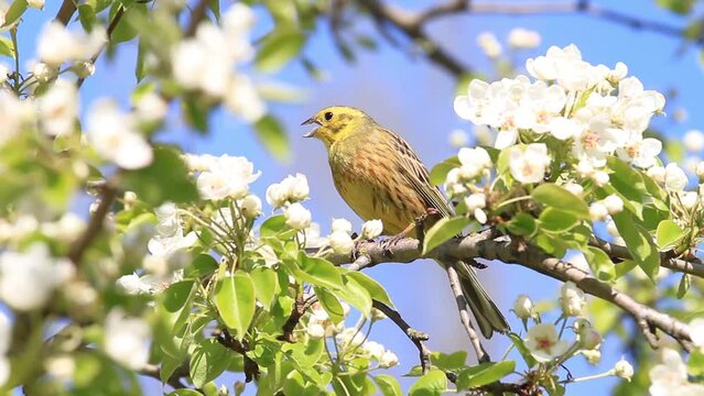 yellowhammer sits on a flowering branch and flies away