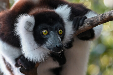 Ruffled Lemur, black and white lemur (Varecia Variegata), Madagascar nature
