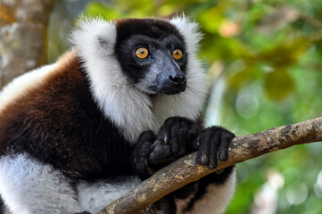 Ruffled Lemur, black and white lemur (Varecia Variegata), Madagascar nature