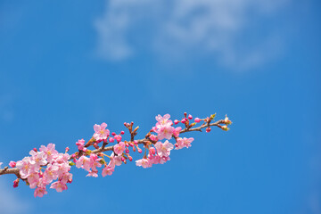 Kawazu Cherry Blossoms in Full Bloom