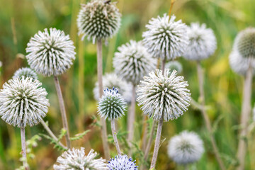 Echinops sphaerocephalus honey in the field closeup. A summer plant in the wild in a meadow	