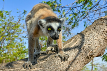 Ring Tailed Lemur kata, Madagascar nature