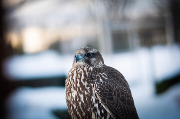 Falco rusticolus, Gyrfalcon, falcon