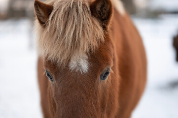 Icelandic Horse winter