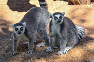 Ring Tailed Lemur kata with baby, Madagascar nature. 